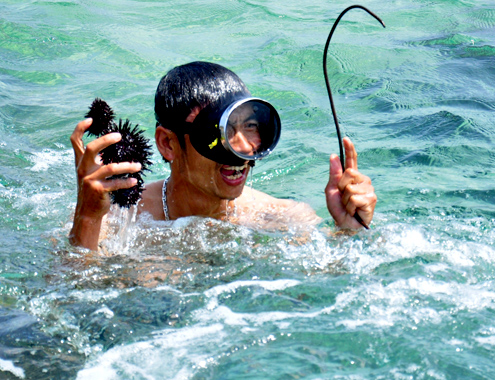 Ngư dân Sa Huỳnh kiếm bộn trong mùa săn nhum biển