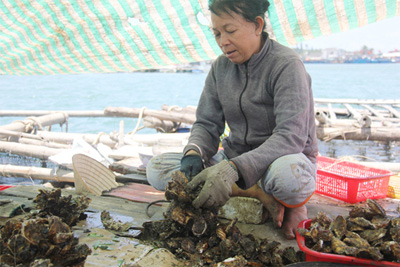 Nuôi hàu ở vùng cảng biển Sa Huỳnh