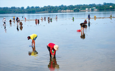 "Đời hàu"