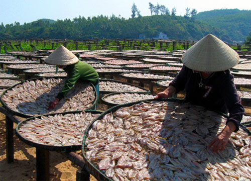 Mùa phơi cá của Mẹ