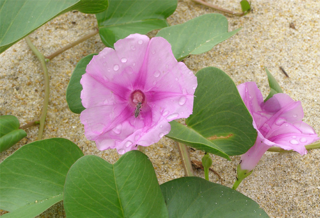 Hoa muống biển